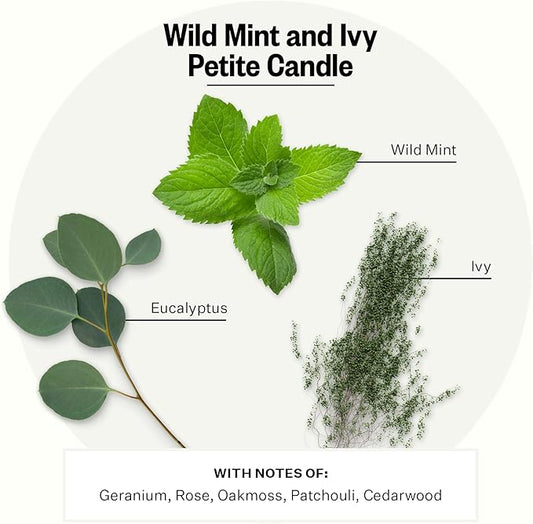 Apotheke Luxury Scented Candles for Home, Wild Mint & Ivy - Petite Aromatherapy Jar Candle with Soy Wax Blend