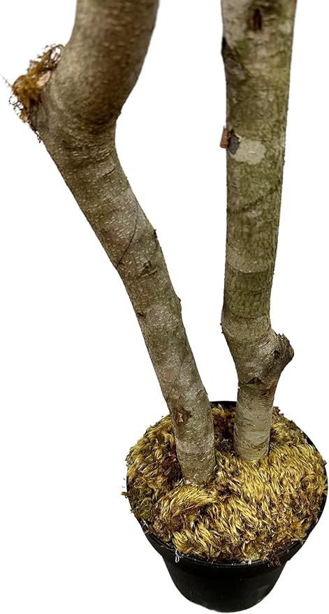 Cypress & Alabaster Handmade 6ft Italian Black Olive Leaf Artificial Tree with Ethically Sourced Real Wood Trunks, Hypoallergenic, 6-Foot, Green