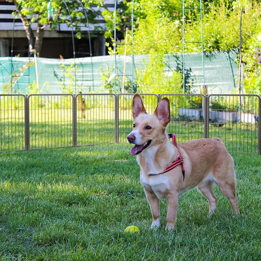 FXW Aster Dog Playpen Designed for Yard, 24inch 16 Panels