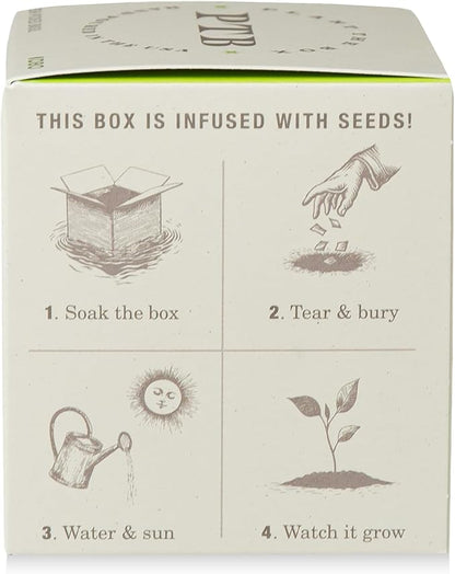 KOBO Fresh Picked Basil Plant The Box Candle (9 oz)