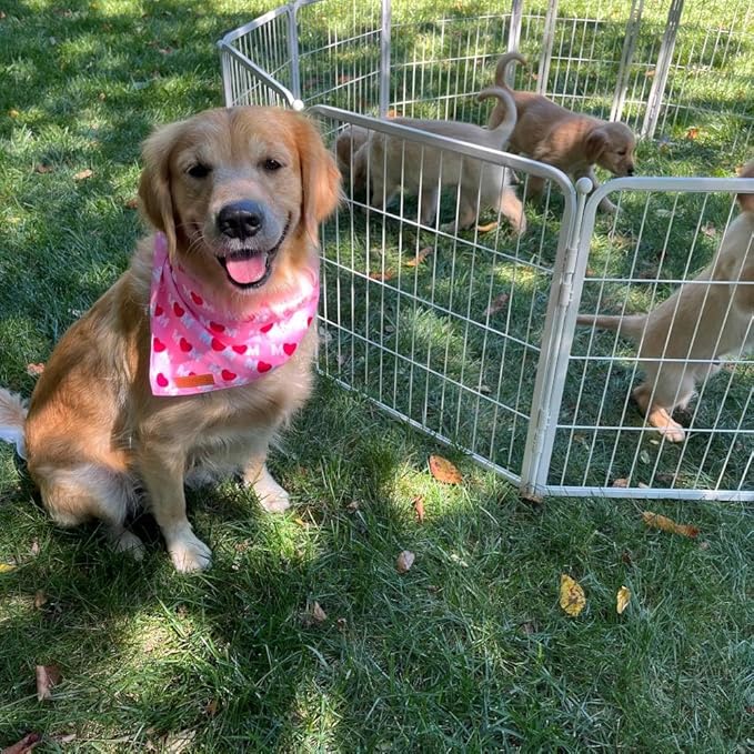 FXW Garden Fence Outdoor for The Yard – 32in(H) x 18.2ft(L) Heavy Duty Metal Animal Barrier for Dog and Rabbit, Decorative Dog Fence, 8 Panels, White