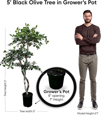 Cypress & Alabaster Handmade 5ft 3-Tier Black Olive Leaf Artificial Tree with Ethically Sourced Real Wood Trunks, Hypoallergenic, 5-Foot, Green