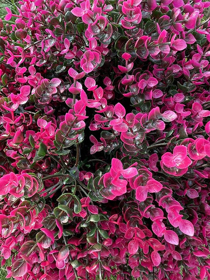 Artificial Boxwood Topiary Ball Tree with Ground Spike 27.5", Set of 2 Outdoor Faux Plants UV Resistant Fake Bushes Shrubs for Garden, Yard, Porch, Patio Decor (Hot Pink)